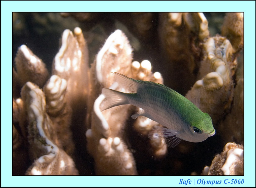 2006 - 07 - Perhentian - Plongee 61